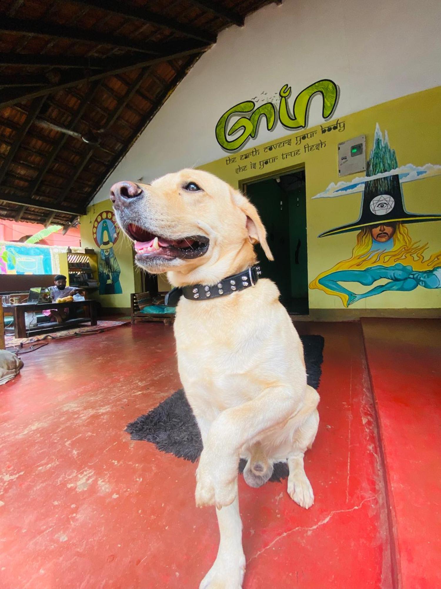 Gaia Hostels Anjuna Dış mekan fotoğraf